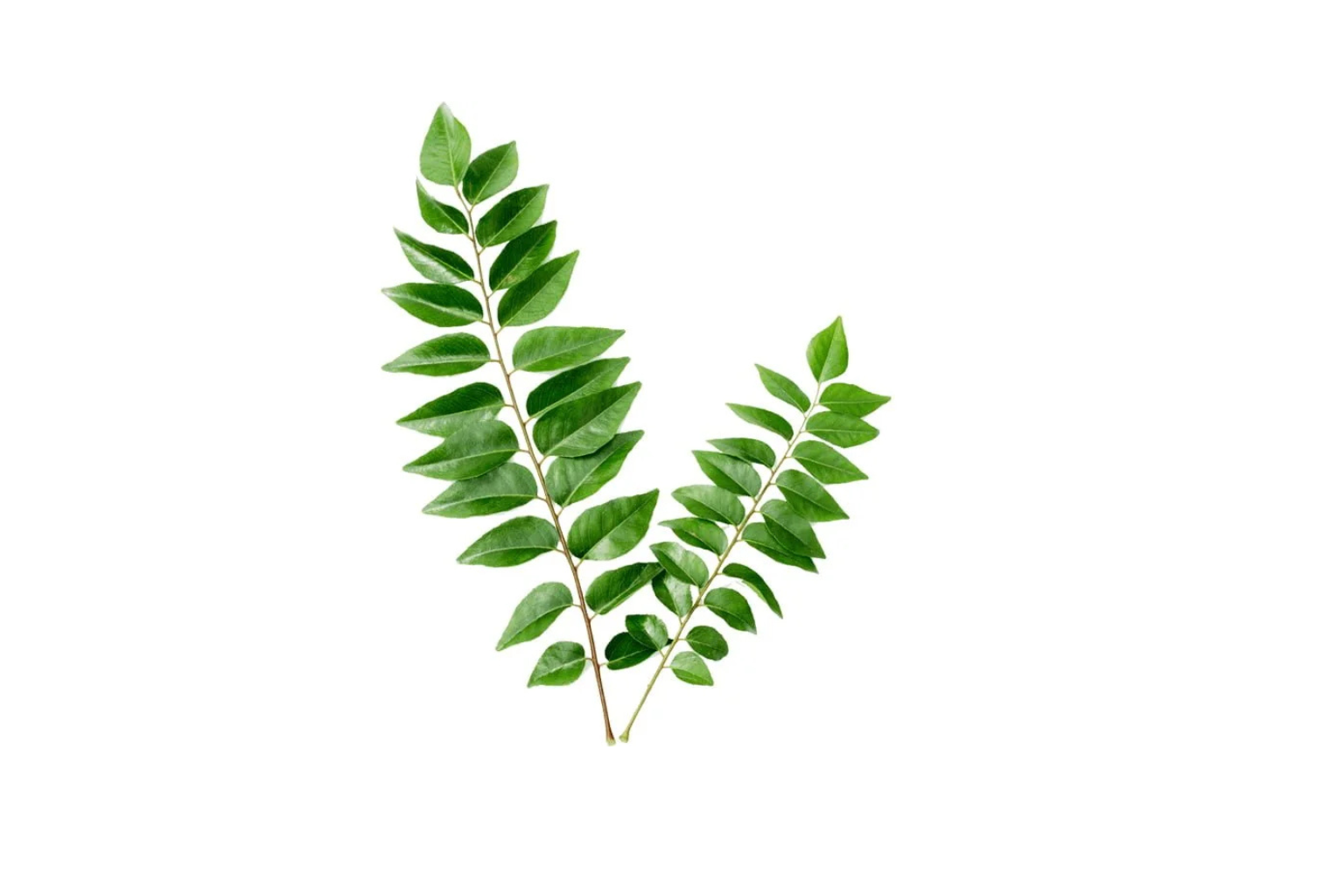 Curry Leaves